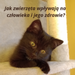 zwierzęta a zdrowie człowieka