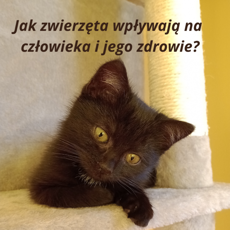 zwierzęta a zdrowie człowieka